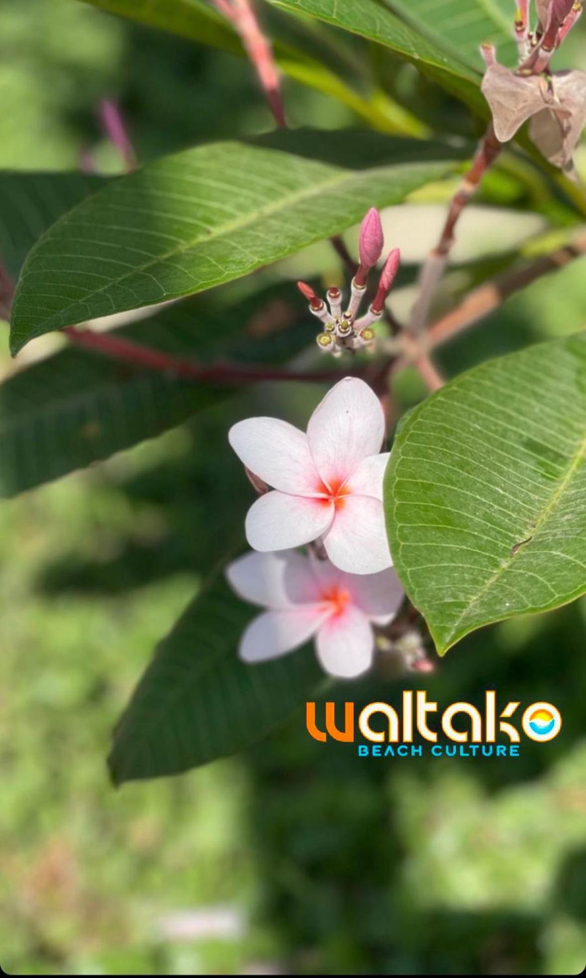 卡诺阿斯德蓬萨尔 Waltako Beach Culture酒店 外观 照片